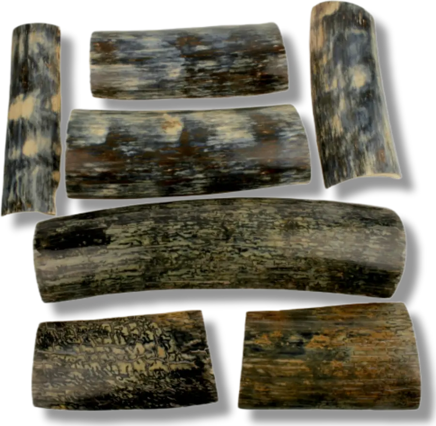 Rare worked fossils for knife handles